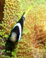   Clarks Anemonefish. Taken Tulamben Bali Anemonefish  